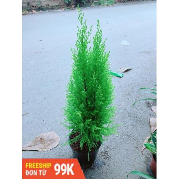 Cây Tùng Thơm