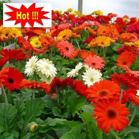 Gói 100 Hạt Giống Hoa Đồng Tiền Kép Lùn - Mix (Gerbera)