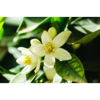 Tinh dầu hoa cam nguyên chất