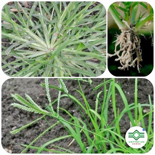 Cỏ mần trầu khô 1KG - T103