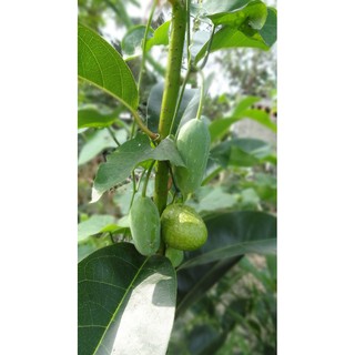Trái bình bát xanh (1kg)