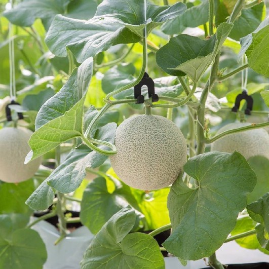 Hạt giống dưa lưới F1 Loại dễ trồng năng suất cao kháng sâu bệnh ( gói 50gram, 100gram , 200gram)