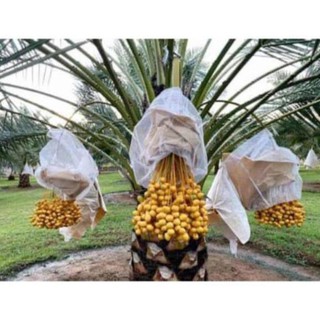 Cây Giống Chà Là Thái