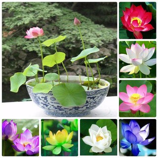 15 hạt giống hoa sen nhiều màu