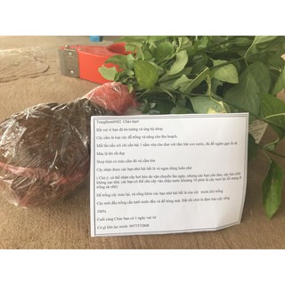 lá Cẩm tím và cẩm đỏ tươi