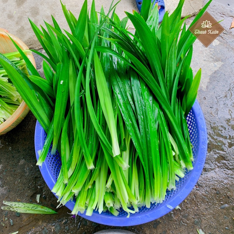 [Nhà trồng] Trà túi lọc hoa đậu biếc lá dứa bạc hà đẹp da, ngăn ngừa lão hóa tối cho chị em phụ nữ