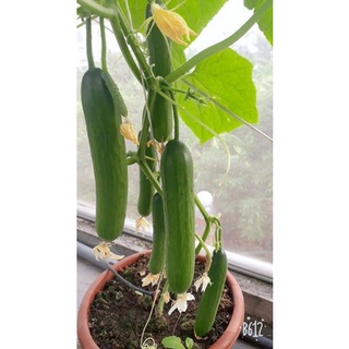 Dinh dưỡng thủy canh NoVa ISA cặp 2 lít