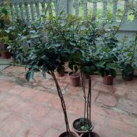 Combo 2 cây hoa hồng tree thân gỗ