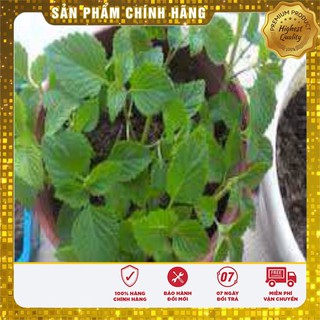 Hạt giống Kinh giới