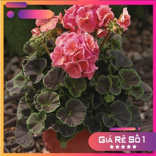 HẠT GIỐNG HOA PHONG LỮ THẢO NHIỀU MÀU (Geraniums) F1 Nhập Khẩu - 10 hạt - HGNK