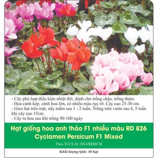 Hạt giống hoa anh thảo nhiều màu gói 10 hạt