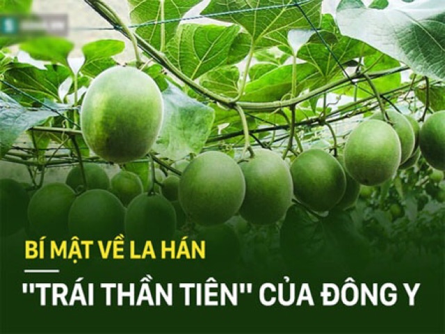 [ 5 Trái ] La hán quả trái đẹp Organic - thanh lọc cơ thể , làm nước mát