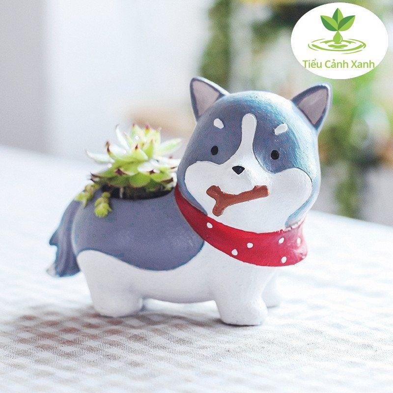 Chậu cây cún Nhật Husky