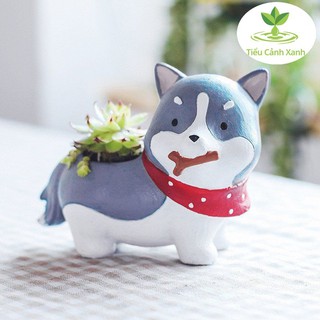 Chậu cây cún Nhật Husky