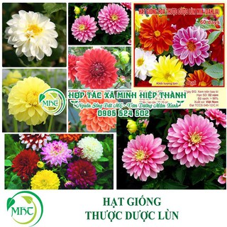 Sale off Hạt giống hoa thược dược lùn cực đẹp.