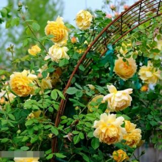 Hạt giống hoa hồng leo pháp mix