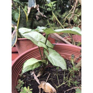 Trầu bà trắng