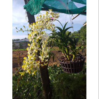Lan Den.Banana hoa thơm
