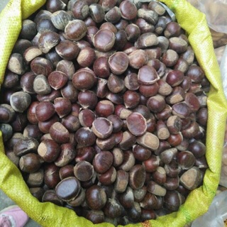 5kg hạt dẻ sapa