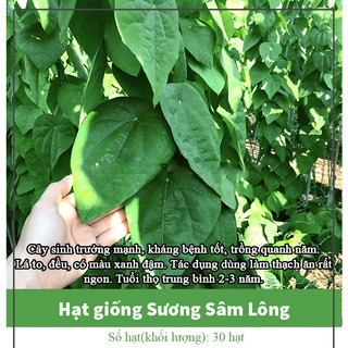 Hạt Giống Sương Sâm Lông Dễ Trồng, Lá To, Trồng Quanh Năm - Lá Dùng Làm Thạch