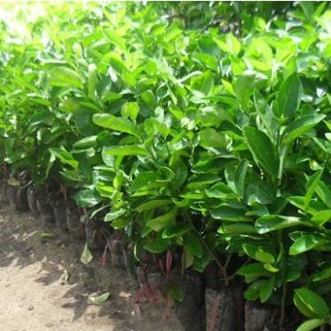 Cây giống chanh đào chuẩn giống F1 3 tháng ra quả vỏ mỏng ruột hồng mùi thơm .