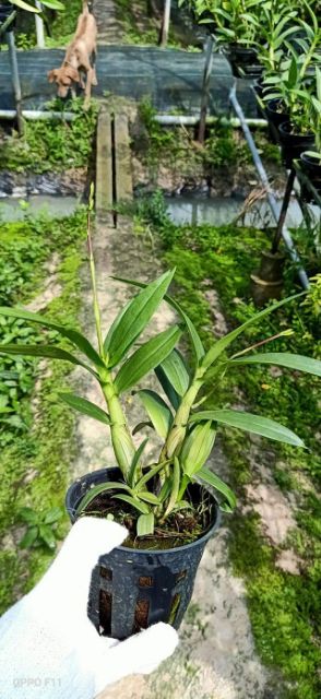 Lan denro mini yaya đang nụ