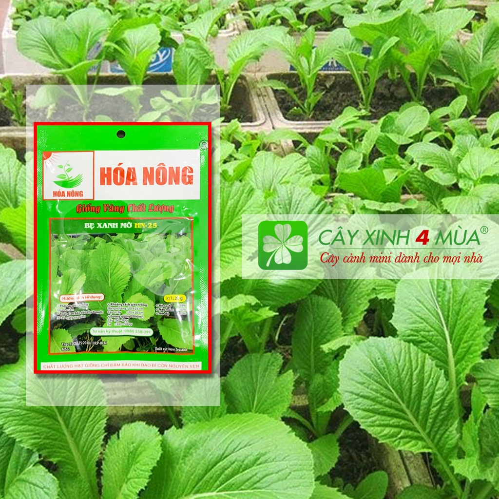 Hạt Giống Cải Ngọt HN-24 -[&gt;97% Nảy Mầm] - Giống Vàng Chất Lượng