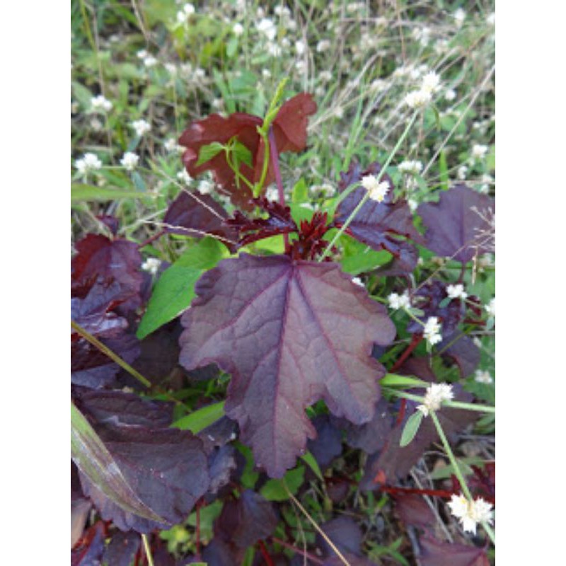 Bụp giấm lá đỏ(Hibiscus acetosella)