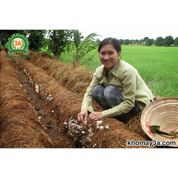 1kg NẤM RƠM KHÔ ĐÀ NẴNG - thơm ngon