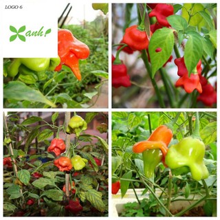 Hạt giống Ớt hoa hồng F1