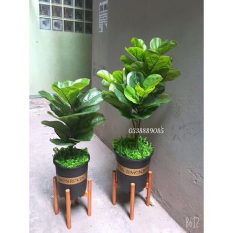 Cây giả - cây bàng Singapore giả cao cấp 3 nhánh