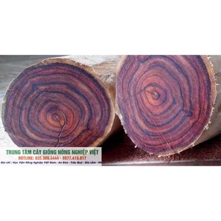 Cây giống Sưa Đỏ