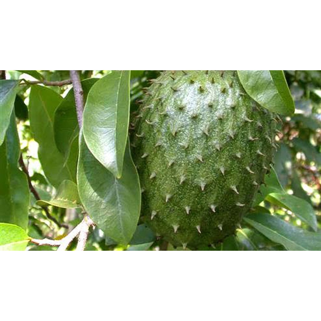 Công dụng của lá mãng cầu xiêm, Lá mãng cầu xiêm điều trị ung thư