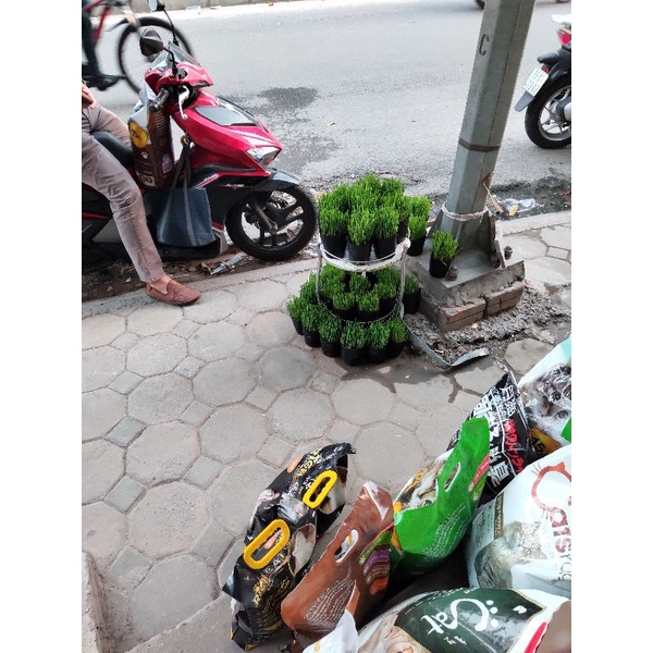 Cỏ lúa mạch trồng sẵn cho mèo ăn giúp tiêu búi lông,...(Vận chuyển Hoả tốc)