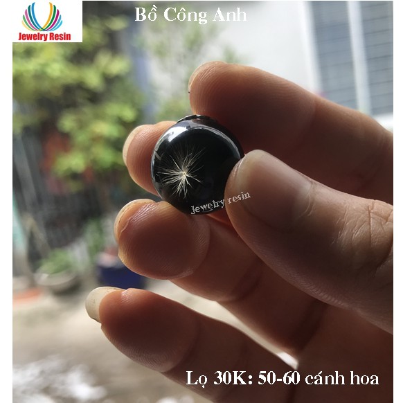 Hoa Bồ Công Anh
