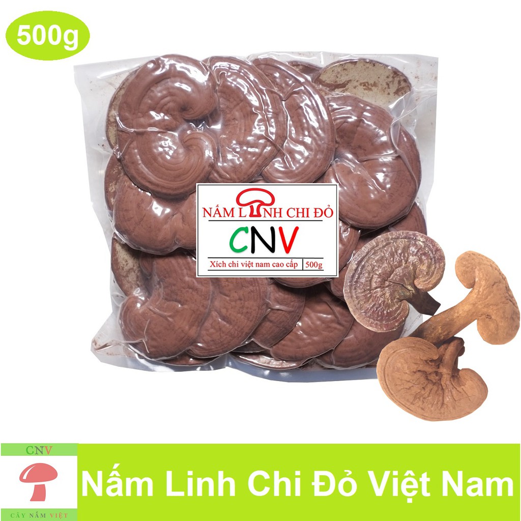 Nấm linh chi đỏ Việt Nam 500g (Nguyên bào tử) - Cây Nấm Việt