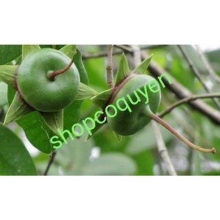 Trái bần tươi non 1 kg