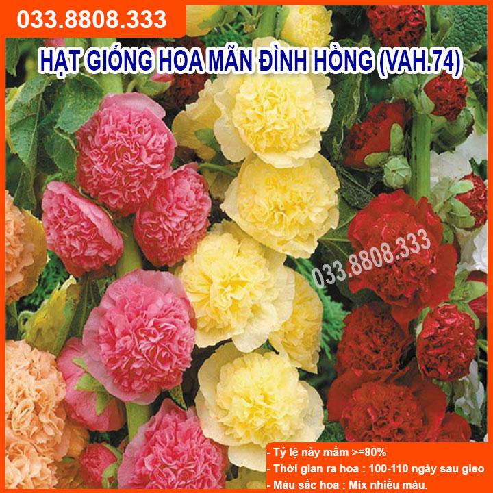 HẠT GIỐNG HOA MÃN ĐÌNH HỒNG  NẢY MẦM CỰC CHUẨN