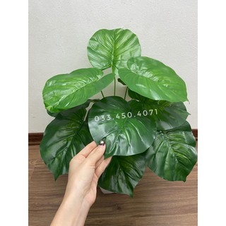 Cây môn 12 lá cao 60cm