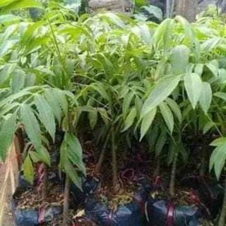 cây giống cóc thái
