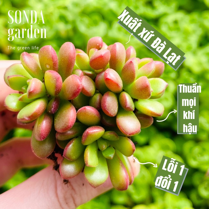 Sen đá sedum cam SONDA GARDEN size mini 2.5-4cm, xuất xứ Đà Lạt, khoẻ đẹp, lỗi 1 đổi 1