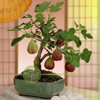 Hạt giống sung Mỹ (sung ngọt) 5 hạt/ gói