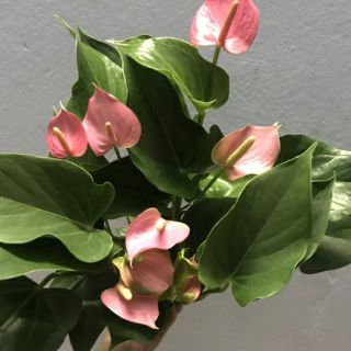 Cây Hồng Môn ( Để bàn )