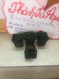Cây thủy sinh