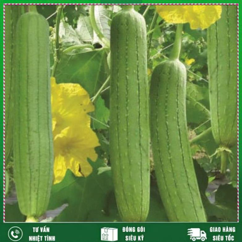 Hạt giông Mướp Hương 2g, Loại rất thơm Nhất Việt