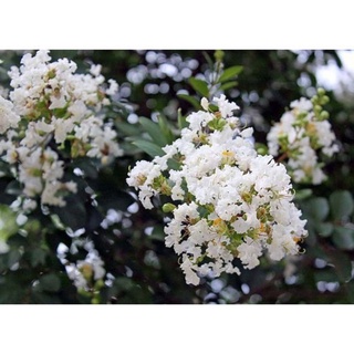 cây hoa tường vy (cây giống )