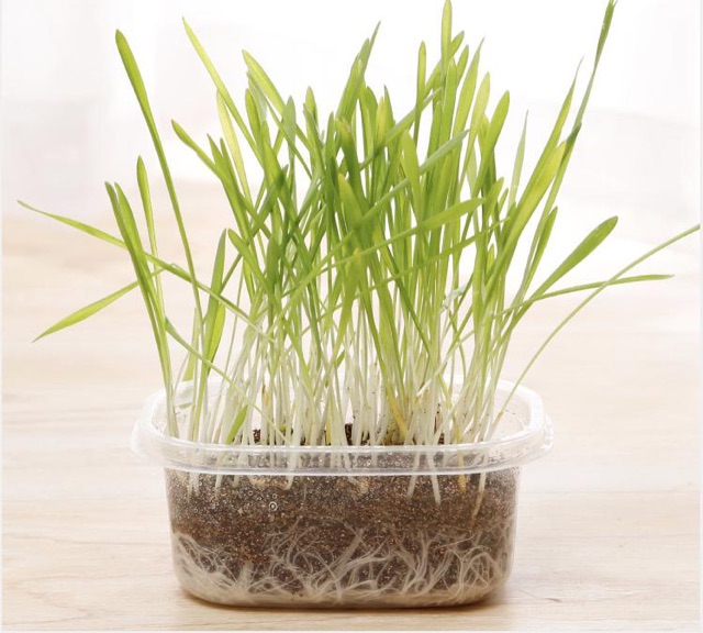 Trồng cỏ cho mèo cỏ lúa mì bộ kit dễ trồng tiêu hoá thải búi lông, sạch răng Con Mèo Xiêm