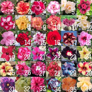 combo 5 củ sứ con giống thái hoa kép