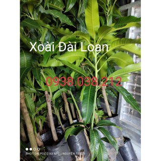 Cây giống xoài đài loan