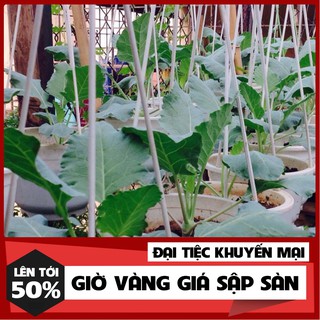 Hạt Giống Su Hào Phú Nông 2 Gram